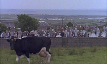 cow